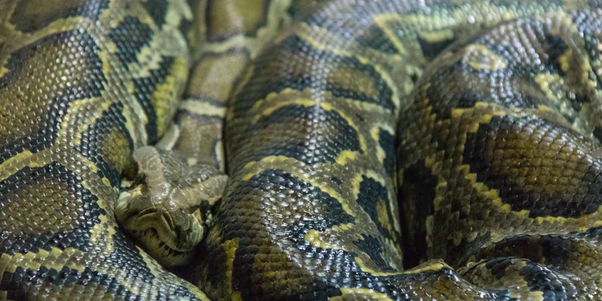 Die Top 10 der längsten Schlangen der Welt