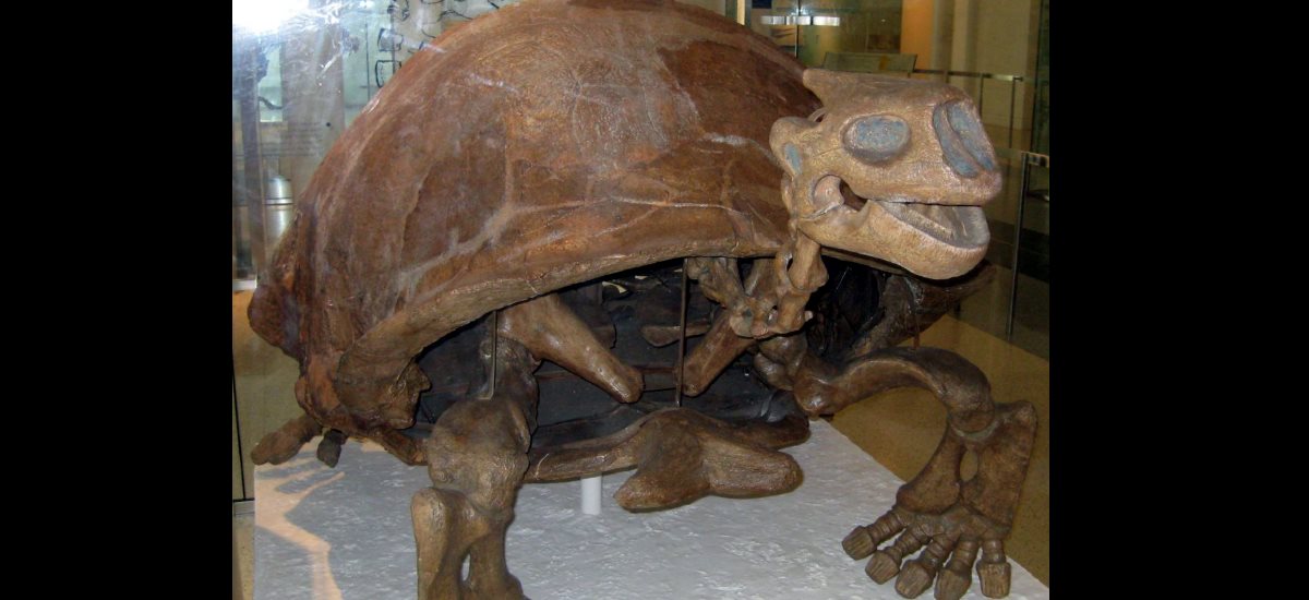 Fossil Riesenschildkröte Museum