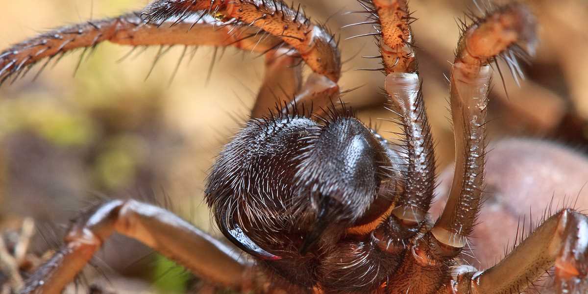 Die Top 10 Liste der gefährlichsten Giftspinnen der Welt