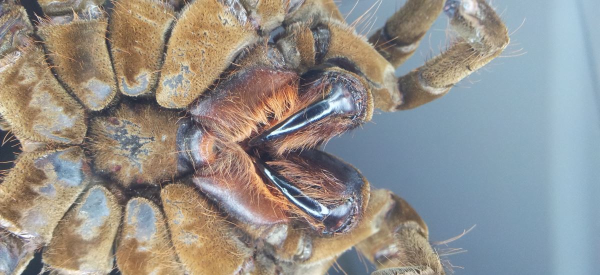 Die Top 10 Liste der gefährlichsten Giftspinnen der Welt ...