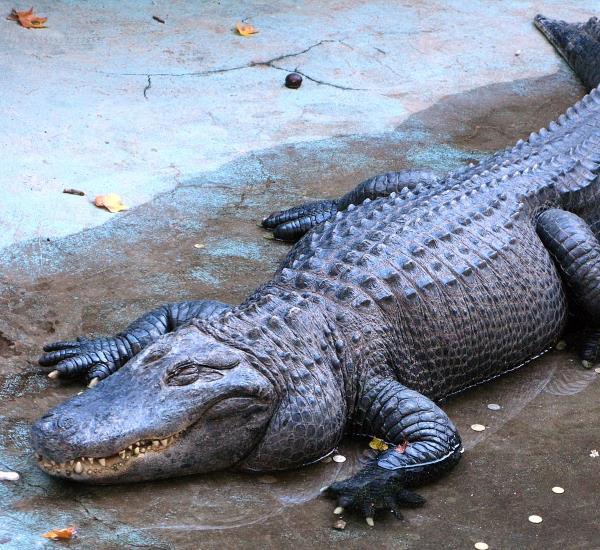 sehr alter Alligator