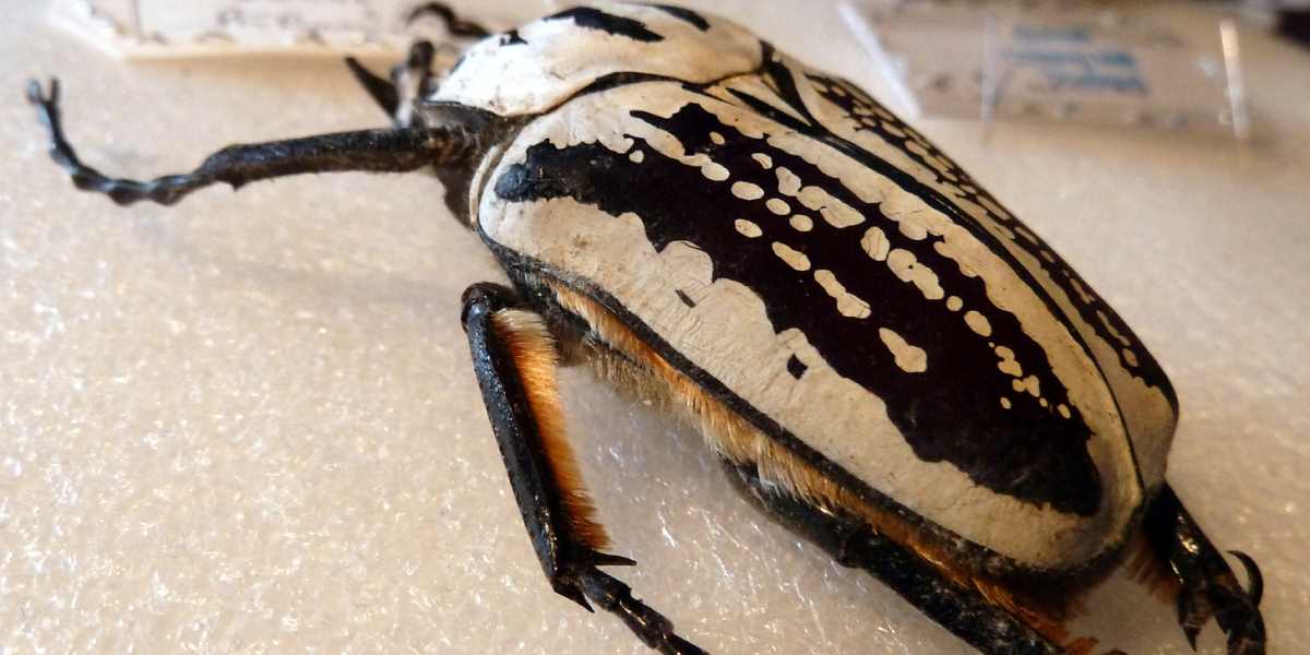 Die Top 10 der grössten Käfer aus aller Welt