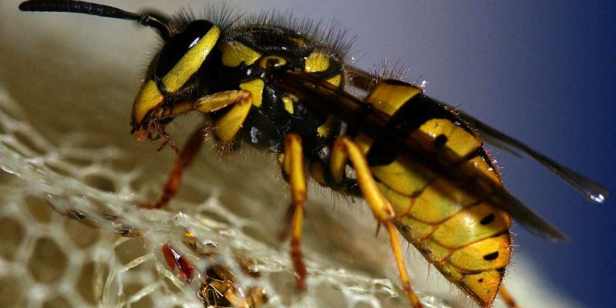 Die Top 10 der grössten Wespen der Welt