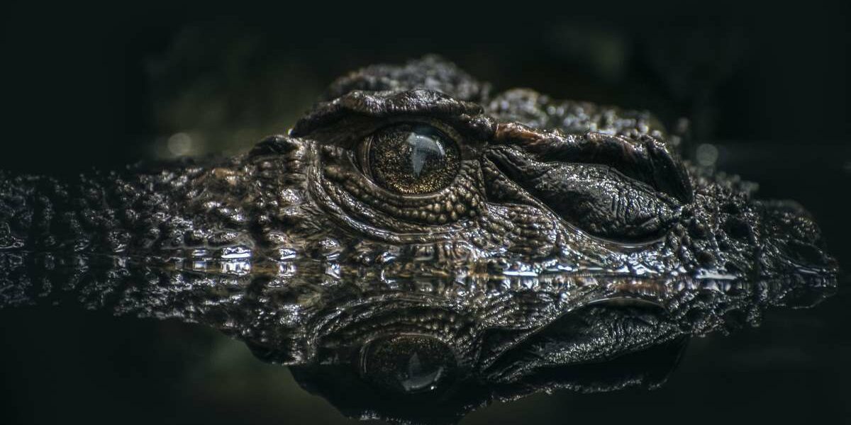 Die grössten Krokodile der Welt