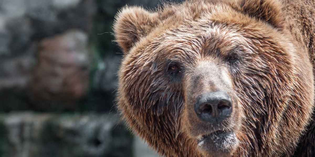 Top 10 – Die grössten Bärenarten der Welt